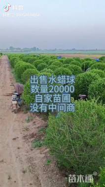 高度180厘米水腊球