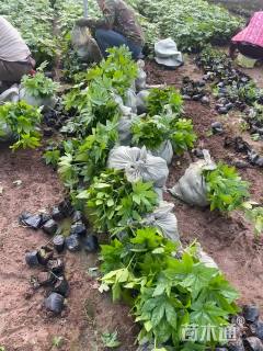 高度30厘米八角金盘