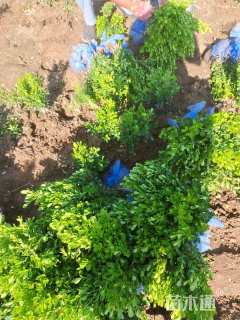 高度30厘米小叶黄杨