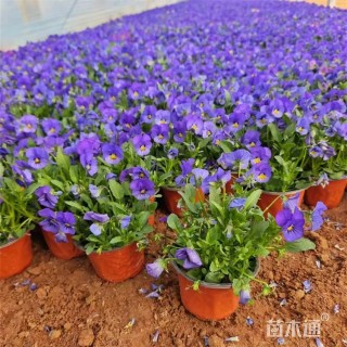 高度25厘米角堇