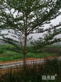 15公分细叶榄仁