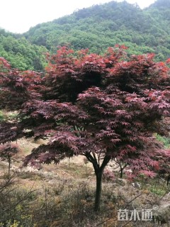 12公分红枫