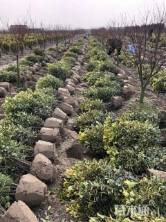 冠幅50厘米金边黄杨球