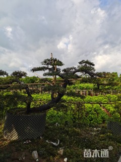 20公分罗汉松