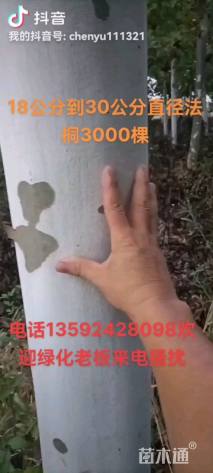 10公分法桐