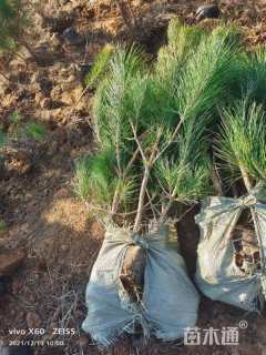 高度150厘米黑松