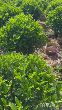 高度100厘米非洲茉莉球