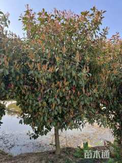 冠幅80厘米红叶石楠球