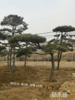 高度250厘米黑松