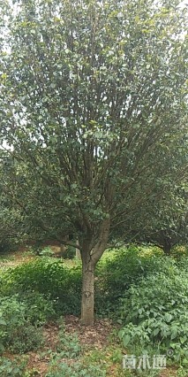 20公分桂花