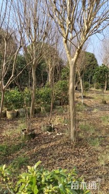 10公分紫薇