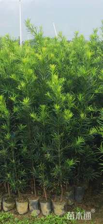 0.7公分罗汉松