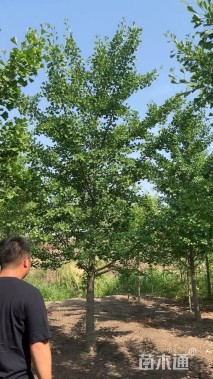 13公分银杏