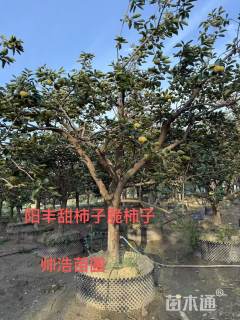15公分柿树