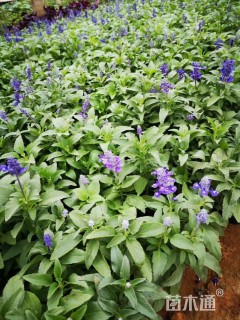 高度30厘米兰花鼠尾草