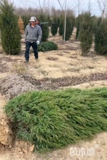 高度300厘米龙柏柱