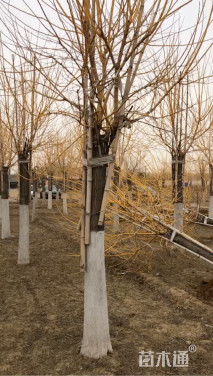 15公分高杆金枝槐