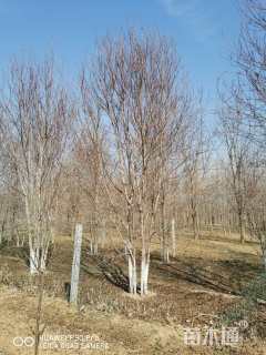 高度800厘米丛生美国红枫