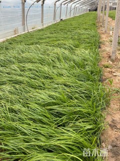 高度30厘米大油芒