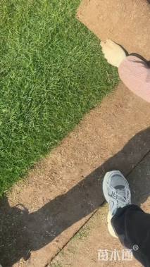 草块状果岭草