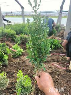 高度30厘米小叶黄杨