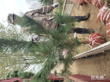 高度200厘米黑松