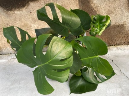 60厘米龟背竹