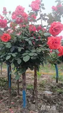 4.公分独杆月季