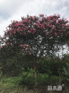 高度600厘米大红紫薇