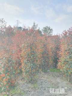 高度1800厘米红叶石楠柱