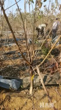 高度200厘米大樱桃