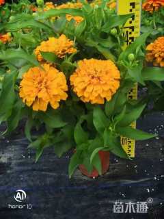 高度15厘米百日草