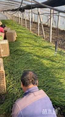 高度15厘米韭兰