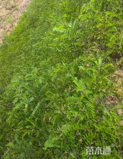 高度50厘米紫穗槐