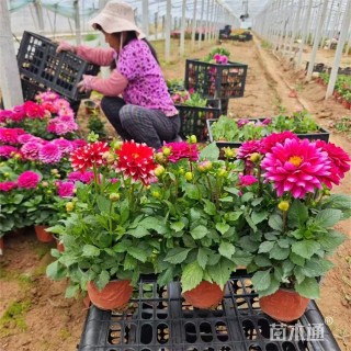 高度30厘米小丽花