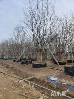 11公分(5杆)丛生朴树