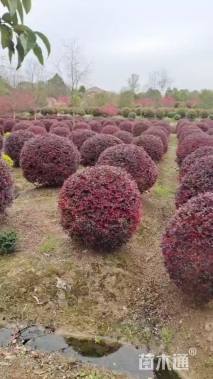 冠幅200厘米红花继木球