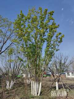 高度700厘米丛生元宝枫