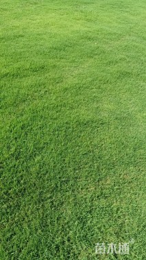 草卷状百慕大草