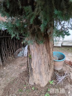 高度1100厘米刺柏