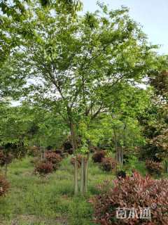 30公分(3杆)丛生朴树