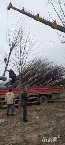 6公分嫁接香花槐