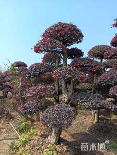 高度290厘米红花继木