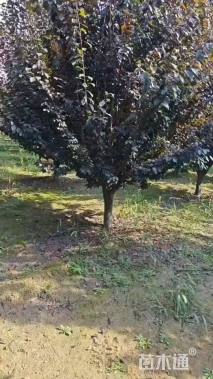 14公分紫叶李