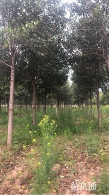 10公分大叶女贞