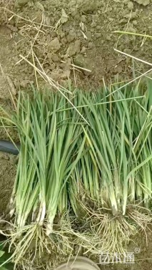 高度20厘米紫娇花