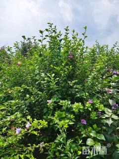 高度250厘米丛生木槿