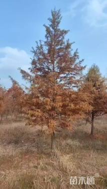 18公分墨西哥落羽杉