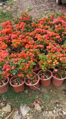 高度25厘米三角梅