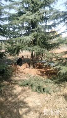 高度600厘米雪松